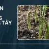 Trải nghiệm trồng măng tây- Thu lời lớn từ rau hoàng đế
