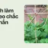 Bí quyết trồng mồng tơi leo giàn cực nhanh cho nhà phố