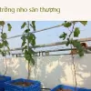 Cách trồng nho trên sân thượng- Trải nghiệm vườn cây sai quả