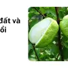 Bí quyết trồng ổi lê Đài Loan quả ngọt giòn tan tại nhà