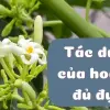 Tác dụng của hoa đu đủ đực trong chăm sóc sức khỏe
