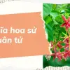 Khám phá ý nghĩa hoa sử quân tử trong đời sống tâm linh