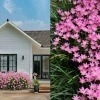 15+ Loại Cây Trồng Bồn Hoa Trước Nhà Đẹp, Ý Nghĩa và Dễ Chăm Sóc