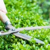 Bí quyết chăm sóc cây trồng khỏe mạnh quanh năm 2026
