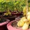Bí quyết trồng cây đu đủ trong chậu sai trái, quanh năm bội thu