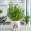 Bí quyết trồng cây hương thảo tốt như Đà Lạt ngay tại nhà