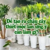 Bí quyết trồng cây thiết mộc lan xanh tốt, ra hoa rực rỡ