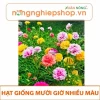 Bí quyết trồng và chăm sóc hạt giống hoa mười giờ Mỹ cánh kép F1