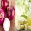 Bí quyết tưới thuốc kích rễ cho cây mới trồng hiệu quả nhất