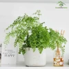 Các Loại Cây Hoa Đẹp Dễ Trồng Chịu Nắng Tốt Cho Ban Công