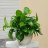 Các Loại Cây Kiểng Trồng Trong Nhà Tuyệt Đẹp Cho Không Gian Sống