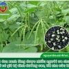 Cách trồng cây đậu đen bội thu, ít sâu bệnh tại nhà
