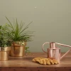 Cách Trồng Cây Đơn Giản: Hướng Dẫn Từ A-Z Cho Người Mới Bắt Đầu