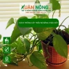 Cách Trồng Cây Trầu Bà Xanh Tốt, Thanh Lọc Không Khí và Thu Hút Tài Lộc