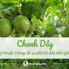 Cây chanh dây trồng bao lâu thì có trái và các yếu tố ảnh hưởng