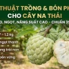 Cây na trồng bao lâu có trái? Hướng dẫn chăm sóc cây na cho năng suất cao
