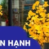Cây Ngân Hạnh Tại Việt Nam: Vẻ Đẹp, Công Dụng và Thách Thức