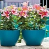 Chậu Ly Sứ Trồng Cây: Lựa Chọn Tinh Tế Cho Không Gian Xanh