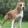 Chó Pitbull con và cẩm nang chăm sóc toàn diện từ chuyên gia năm 2026