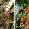 Có nên trồng cây Sala trước nhà để hút tài lộc và bình an?