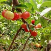 Có nên trồng cây sơ ri trước nhà? Hướng dẫn chi tiết và lưu ý
