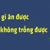 Đố vui: Cây gì ăn được mà không trồng được?