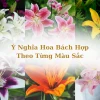 Hoa Bách Hợp: Khám phá ý nghĩa, vẻ đẹp và cách chăm sóc