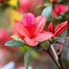 Hoa Đỗ Quyên: Khám Phá Ý Nghĩa Sâu Sắc và Vẻ Đẹp Độc Đáo
