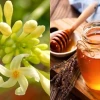 Hoa Đu Đủ Đực Ngâm Mật Ong: Tác Dụng và Lưu Ý Sử Dụng