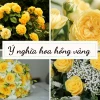 Hoa hồng vàng mang ý nghĩa gì? Thời điểm tặng quà thích hợp