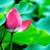 Hoa Sen Trắng: Ý Nghĩa Sâu Sắc và Biểu Tượng Thuần Khiết