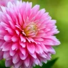 Hoa Thược Dược: Ý Nghĩa Sâu Sắc và Bí Quyết Chăm Sóc Để Đạt Vẻ Đẹp Hoàn Mỹ