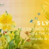 Hoa Thủy Tiên có ý nghĩa gì? Khám phá vẻ đẹp và biểu tượng may mắn