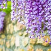Hoa tử đằng có ý nghĩa gì những điều bạn cần biết