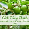 Hướng dẫn chi tiết cách trồng cây chanh cho năng suất cao quanh năm