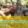 Hướng dẫn chi tiết cách trồng cây mai vàng chuẩn chỉnh từ A đến Z