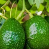 Hướng dẫn chi tiết kỹ thuật trồng và chăm sóc cây bơ hiệu quả tại nhà