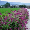 Khám phá các loại cây hoa màu tím trồng ven đường tại Việt Nam