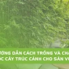 Khám phá vẻ đẹp cây trúc cảnh trồng trong nhà: Top 5 lựa chọn hút tài lộc, mang sinh khí