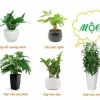 Mệnh Mộc Hợp Cây Gì: 13 Loại Cây Cảnh Mang May Mắn 2026