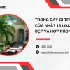 Mệnh Thủy Nên Trồng Cây Gì Trước Nhà Để Thu Hút Vận May 2026