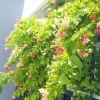 Tối ưu không gian ngoài trời với cây trồng sân vườn đẹp và cách chăm sóc hiệu quả