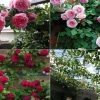 Top 10 Hoa Hồng Thơm Ngọt Nhất Thế Giới: Bí Quyết Chọn Lựa Vẹn Toàn Hương Sắc