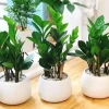 Tuổi 1985 trồng cây gì trước nhà để hút tài lộc và may mắn