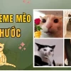 Tuyển chọn hình nền meme mèo hài hước và bựa nhất 2026