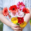 Ý nghĩa hoa đồng tiền và những điều thú vị về loài hoa Tết