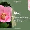 Ý nghĩa hoa phù dung: Vẻ đẹp sớm nở tối tàn và triết lý sâu sắc