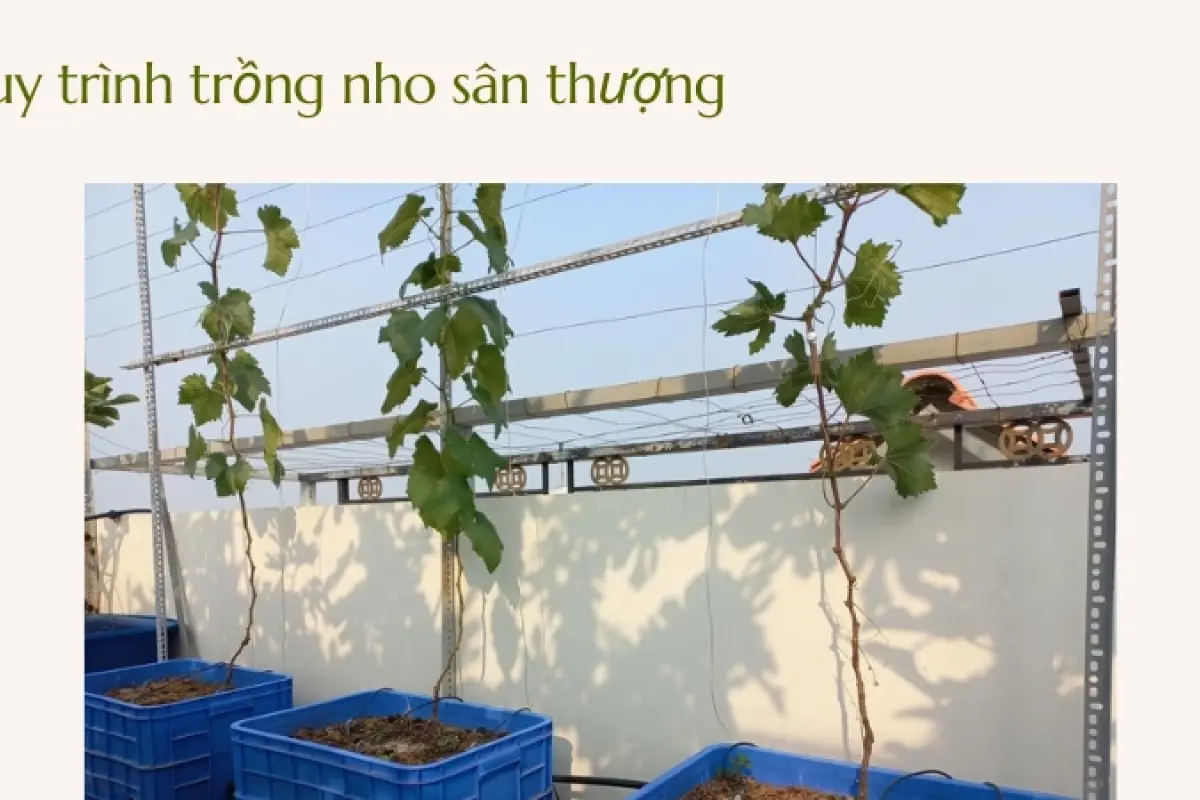 Cách trồng nho trên sân thượng- Trải nghiệm vườn cây sai quả