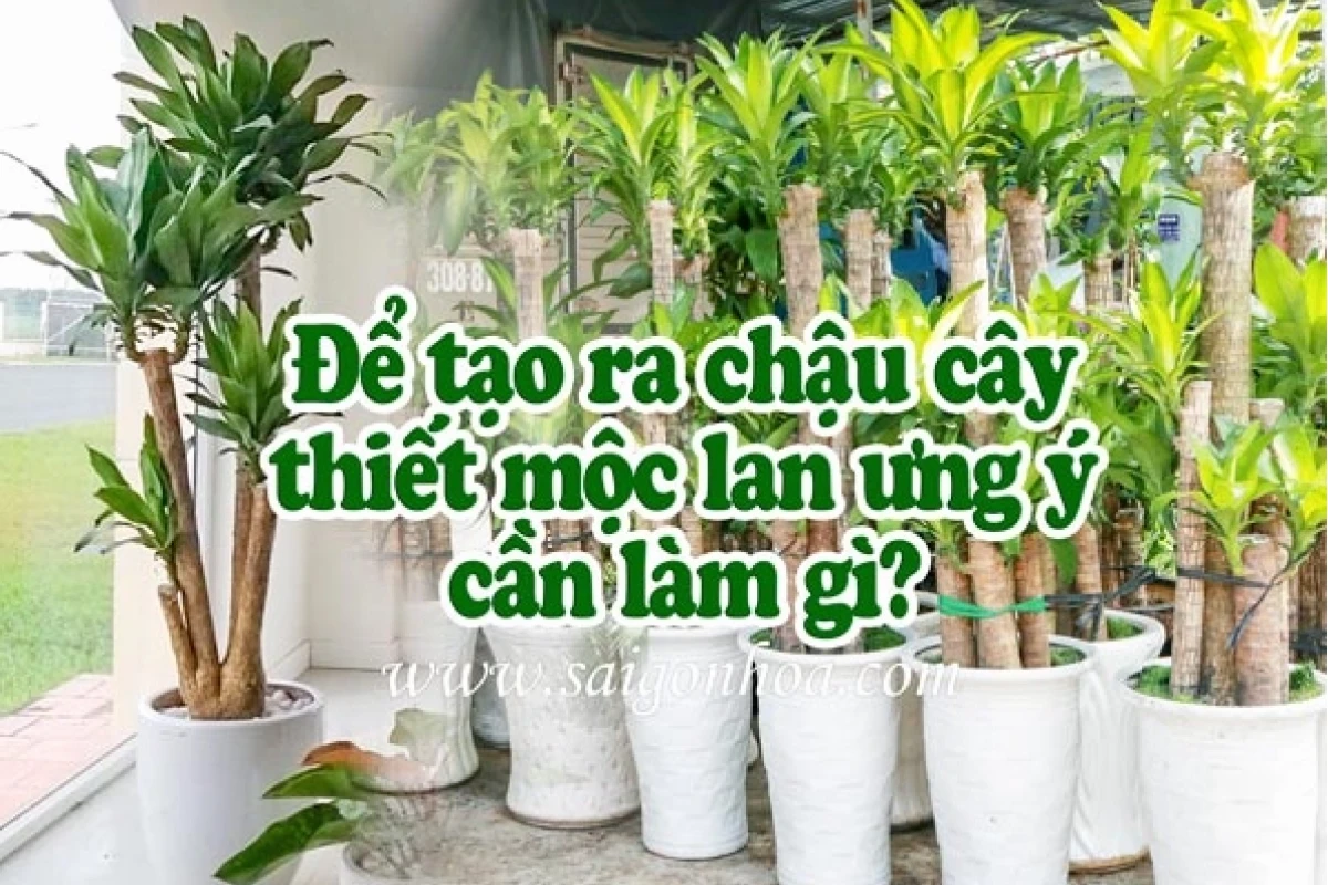 Bí quyết trồng cây Thiết Mộc Lan trong chậu khỏe mạnh, sai hoa