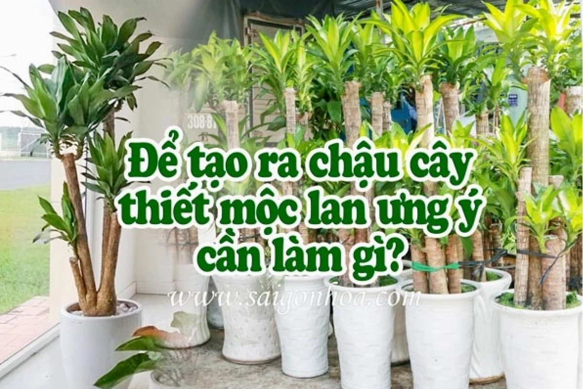 Bí quyết trồng cây thiết mộc lan xanh tốt, ra hoa rực rỡ